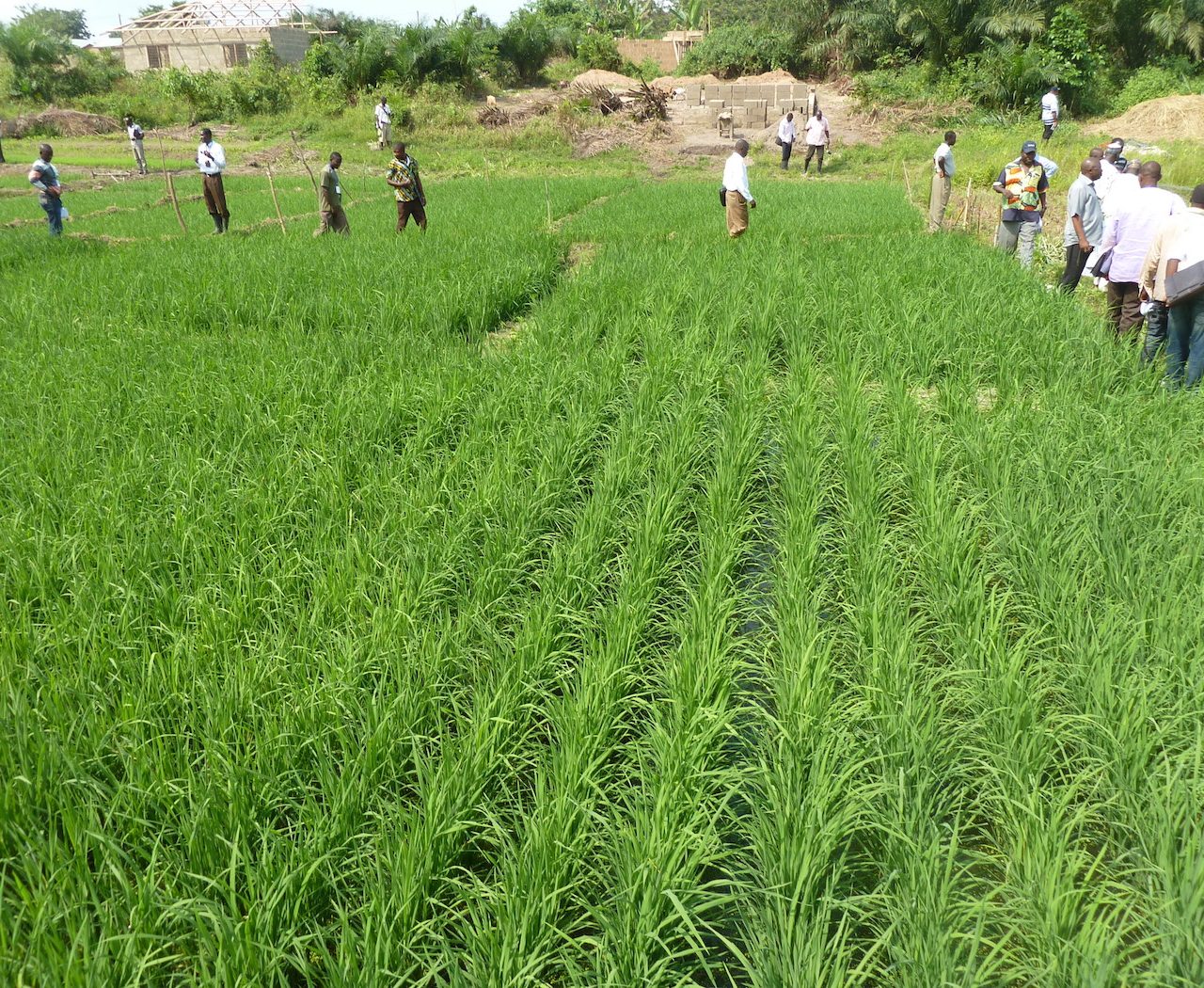 Sawah rice cultivation in inland valleys in Ashanti region Ghana panoramio 11