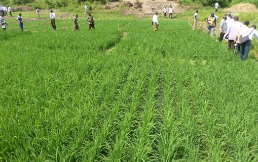 Sawah rice cultivation in inland valleys in Ashanti region Ghana panoramio 11