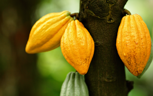 champs cacao