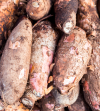 manioc