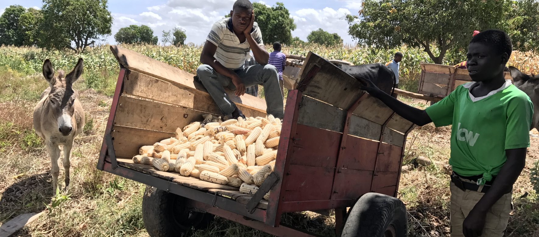 Harvesting in Chikhwawa Malawi