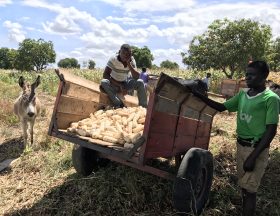 Harvesting in Chikhwawa Malawi