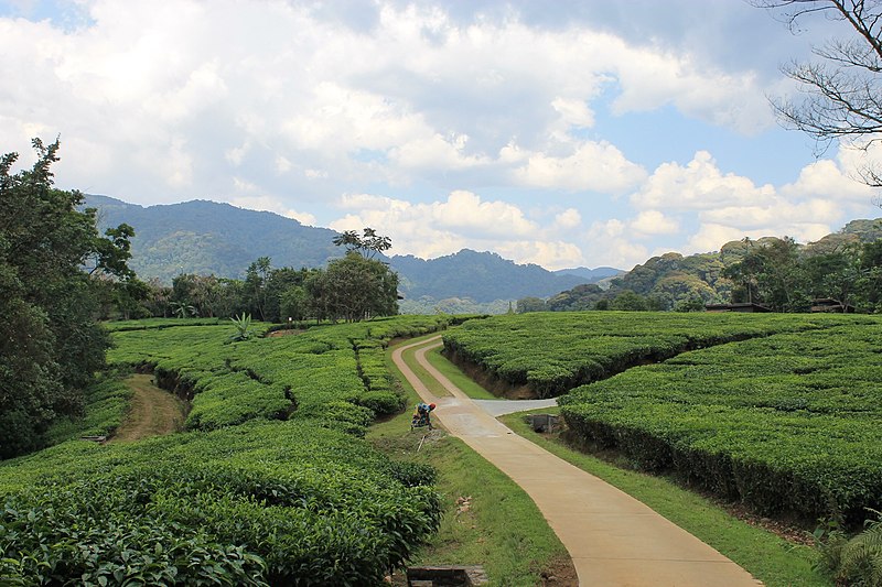 Mulindi Tea Estate · photograph 1