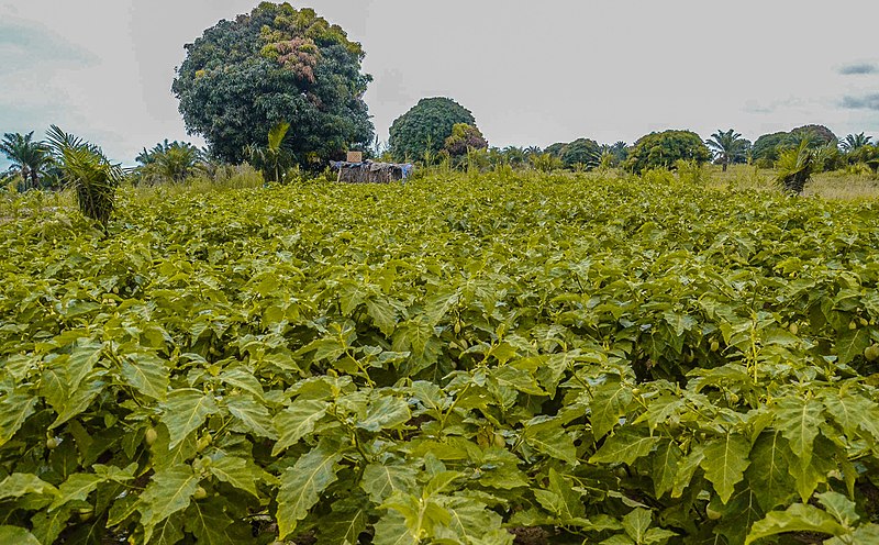 Tanzanias local vegetable farm in Kigoma