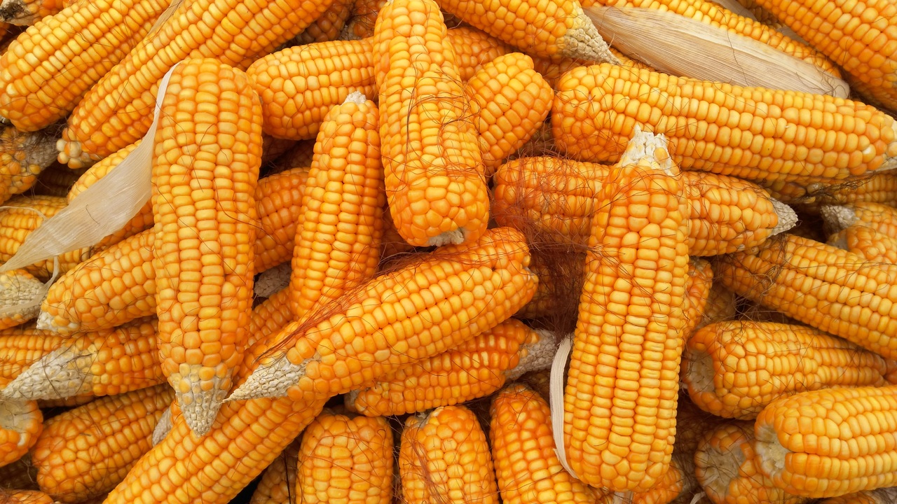 dish food produce vegetable corn agriculture 451399 pxhere.com