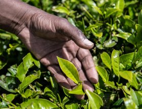 2018 06 09 Kenya Tea CT 33