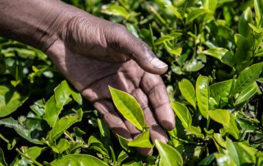 2018 06 09 Kenya Tea CT 33