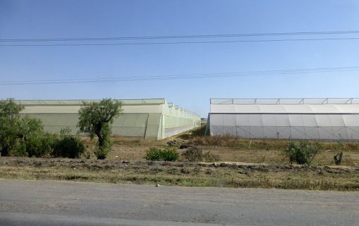 Ethiopie Serres horticoles 2