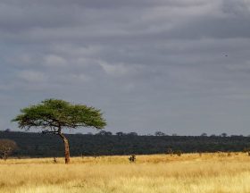 africa kenya safari nature