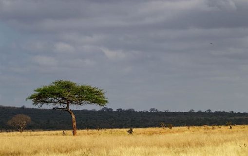 africa kenya safari nature