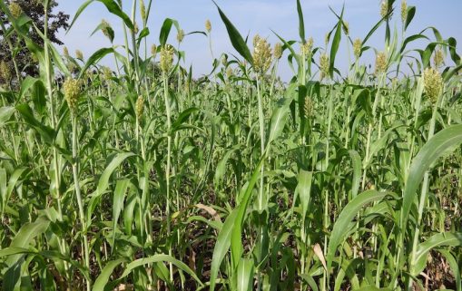 nature grass growth plant field farm 1110373 pxhere.com