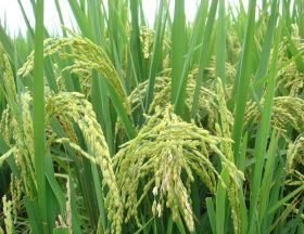rice agricultural paddy fields plant grass 1593891 pxhere.com