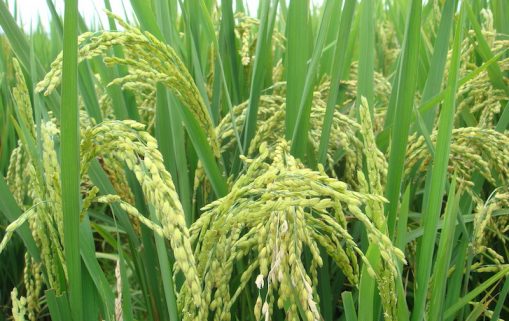 rice agricultural paddy fields plant grass 1593891 pxhere.com