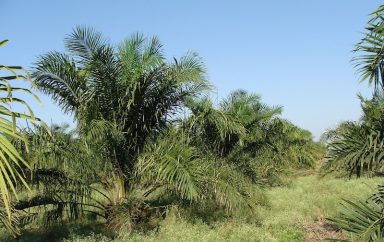oil palm 287878 1280