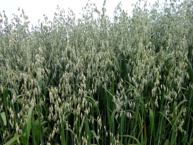 grass plant field wheat grain prairie 570977 pxhere.com