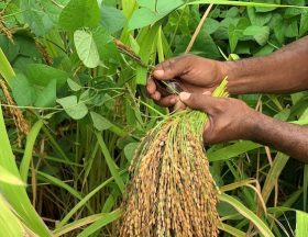 riz paddy