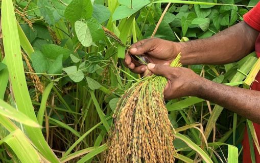 riz paddy