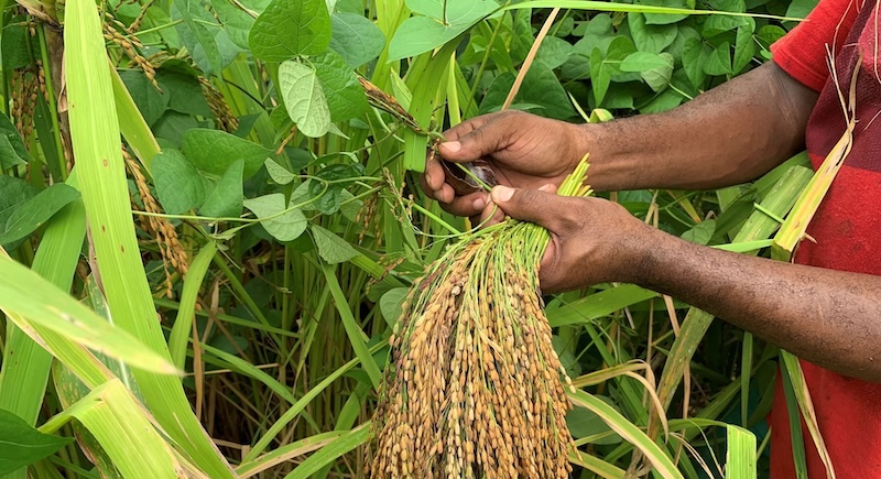 riz paddy