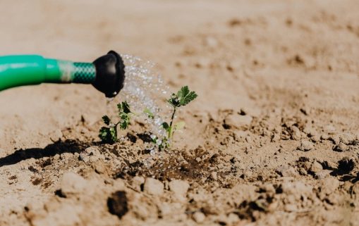 irrigation