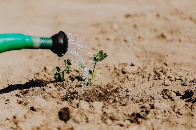 irrigation