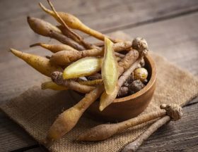 kaempfer racine pour l alimentation et thai ou chinois phytomédecine nature autres noms gingembre galingale la nourriture 227543288 copie