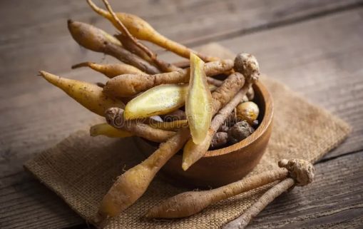 kaempfer racine pour l alimentation et thai ou chinois phytomédecine nature autres noms gingembre galingale la nourriture 227543288 copie