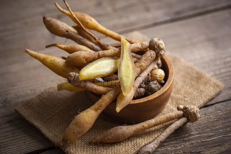 kaempfer racine pour l alimentation et thai ou chinois phytomédecine nature autres noms gingembre galingale la nourriture 227543288 copie