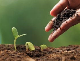 Agriculture. Growing plants. Plant seedling