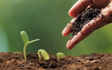Agriculture. Growing plants. Plant seedling