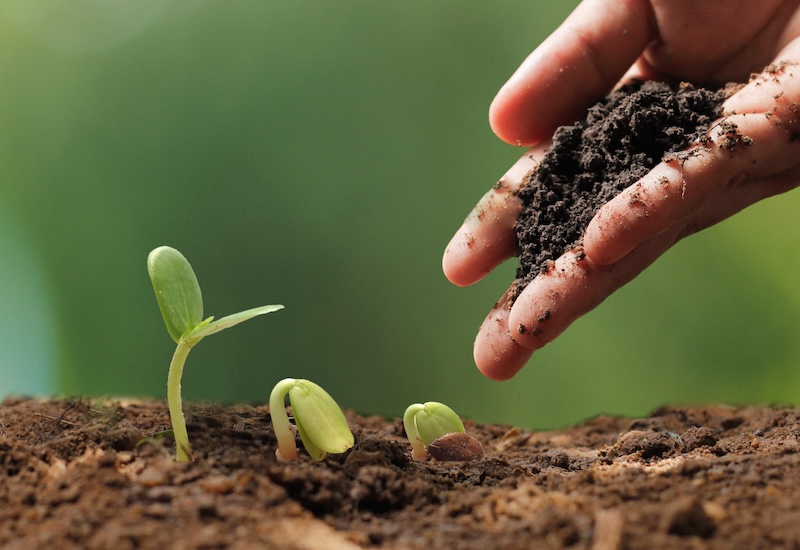 Agriculture. Growing plants. Plant seedling
