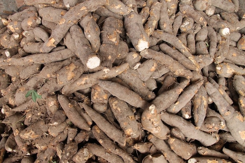 manioc flour sergipe 376ea0 1024