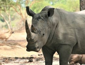 RHINOC