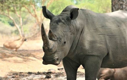 RHINOC