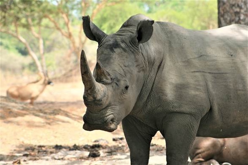 RHINOC
