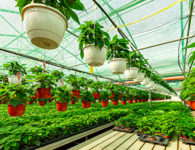 horticulture