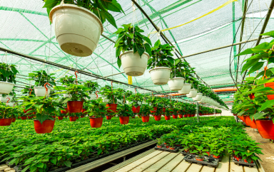 horticulture