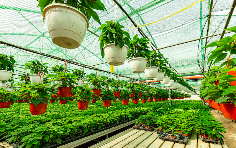 horticulture