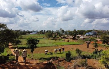 Agriculture en côte d'ivoire