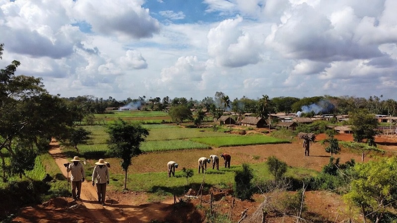 Agriculture en côte d'ivoire