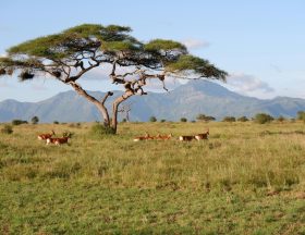 free photo of paysage montagnes arbre animaux