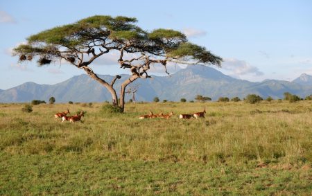 free photo of paysage montagnes arbre animaux