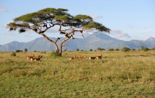 free photo of paysage montagnes arbre animaux