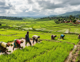Firefly GeminiFlash Génère une photo pour illustrer un article sur les 10 000 hectares de riziculture plu 12035