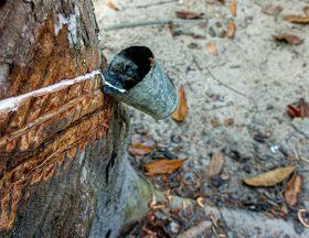 Production de caoutchouc Côte d'ivoire