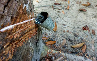 Production de caoutchouc Côte d'ivoire