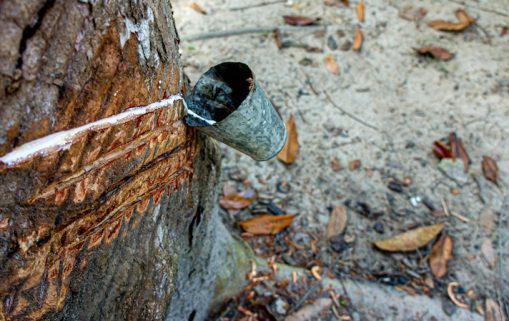 Production de caoutchouc Côte d'ivoire