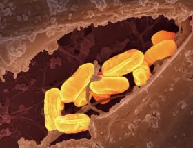 national institute of allergy and infectious diseases tjTKY kz gg unsplash